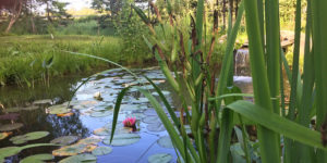 Étang avec nénuphar